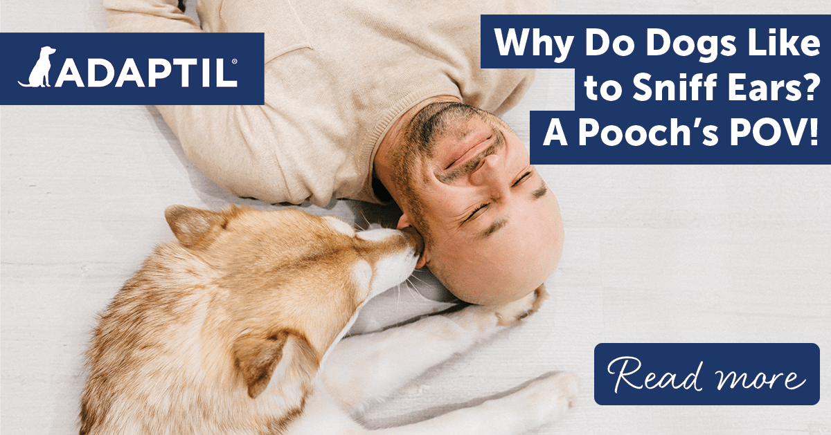 Why Do Dogs Like to Sniff Ears? A Pooch’s POV!